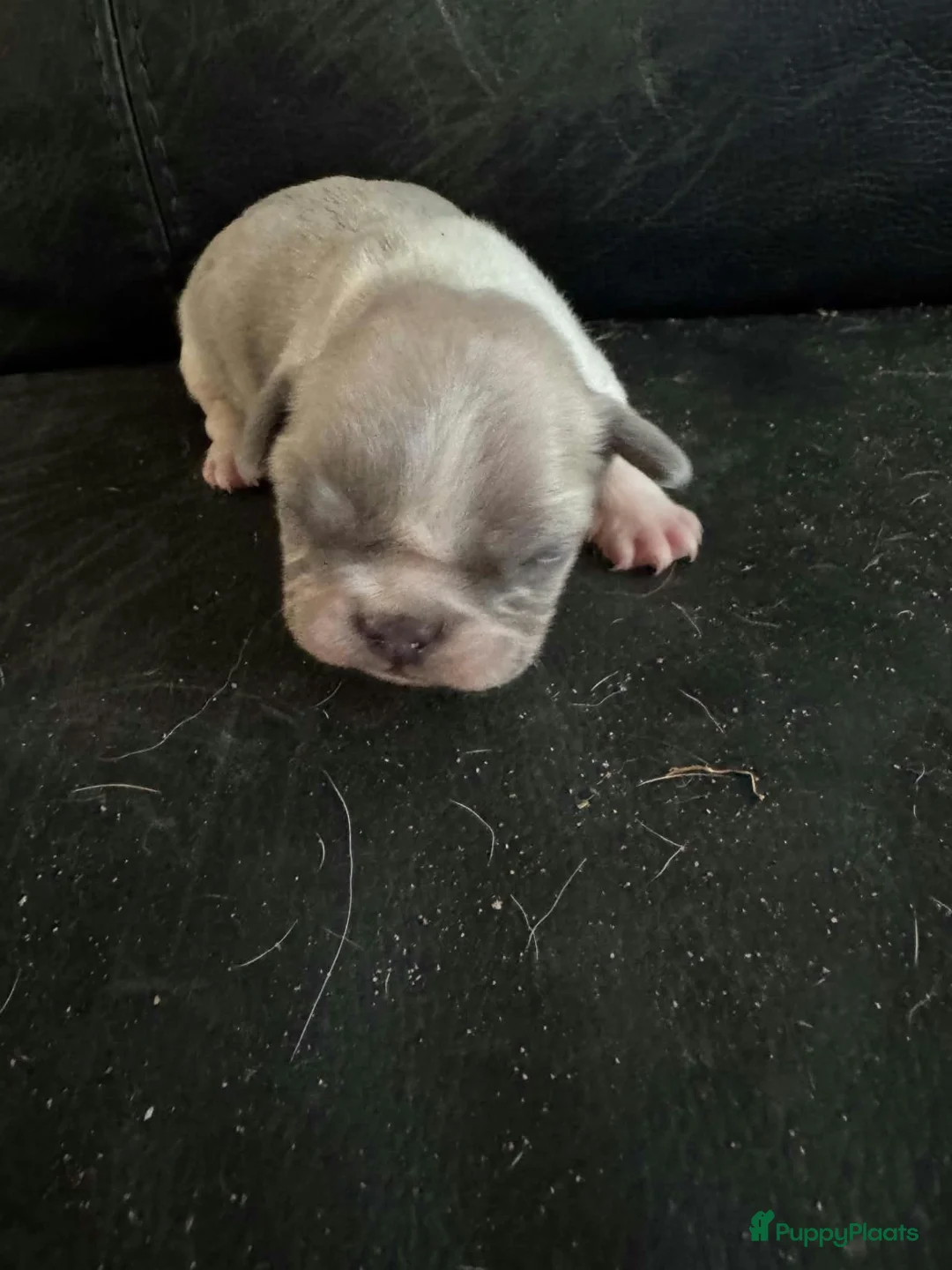 Franse Bulldog honden te koop: Franse bulldog pups - Advertentie 2