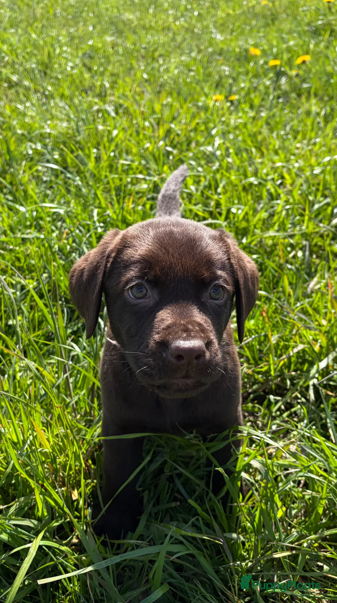 Labrador Retriever honden te koop: Labradorpup, bruin - Advertentie 1