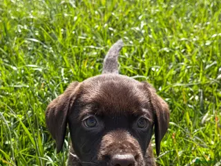 Labrador Retriever honden Labradorpup, bruin - Advertentie 1