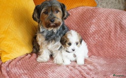 Maltipoo honden ter dekking: Dekreutje maltipoo, sjefke niet te koop. - Advertentie 12