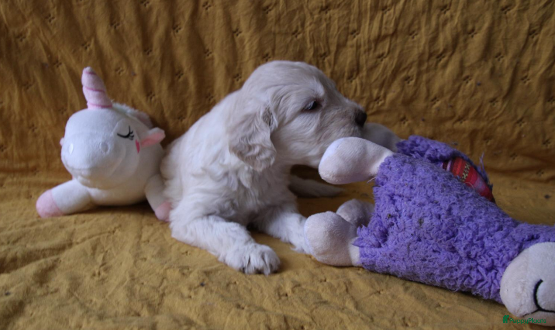 Barbet honden te koop: Barbet pups - Advertentie 26