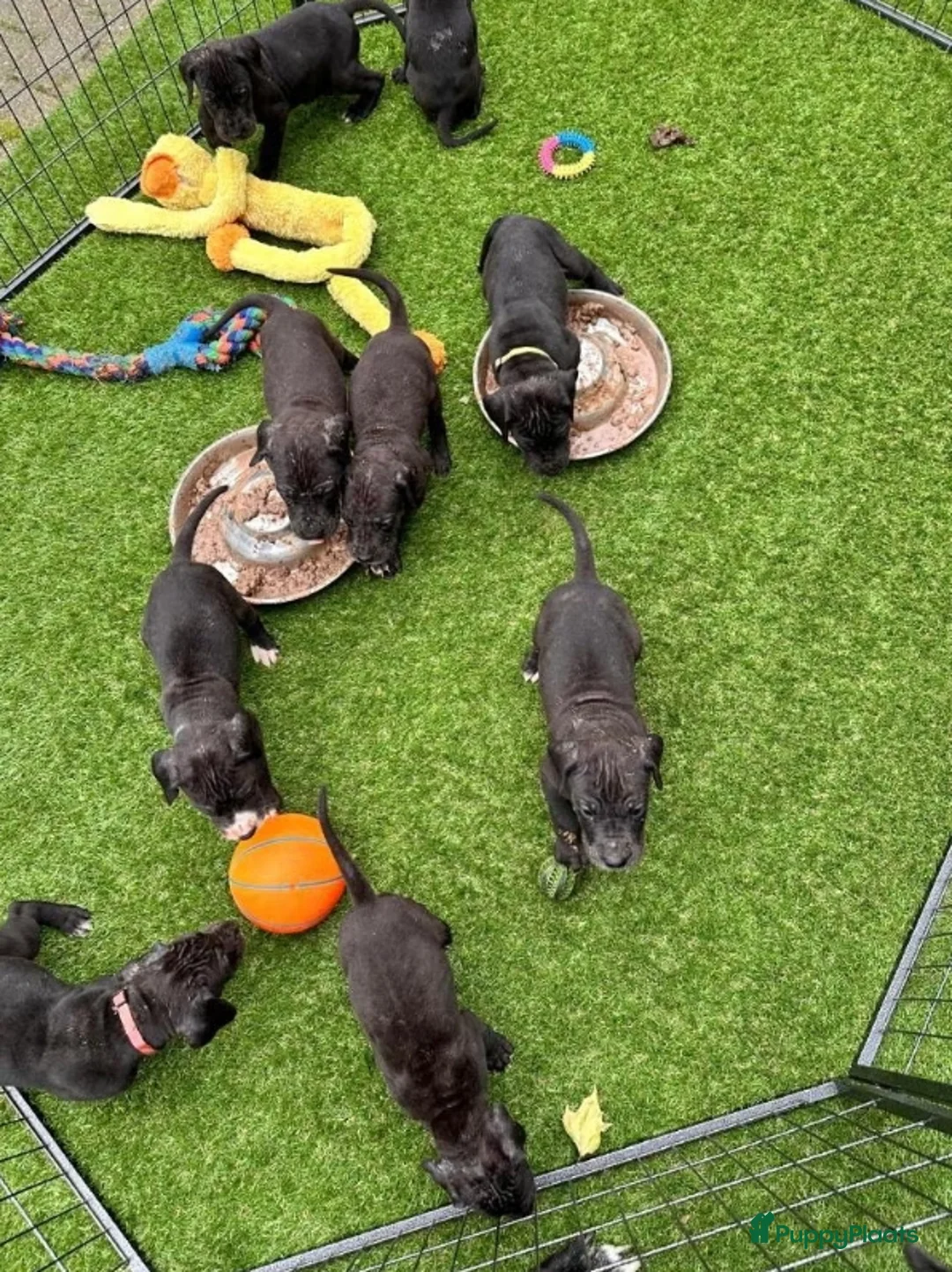 Duitse Dog honden te koop: Duitse Dog pups geboren - Advertentie 2