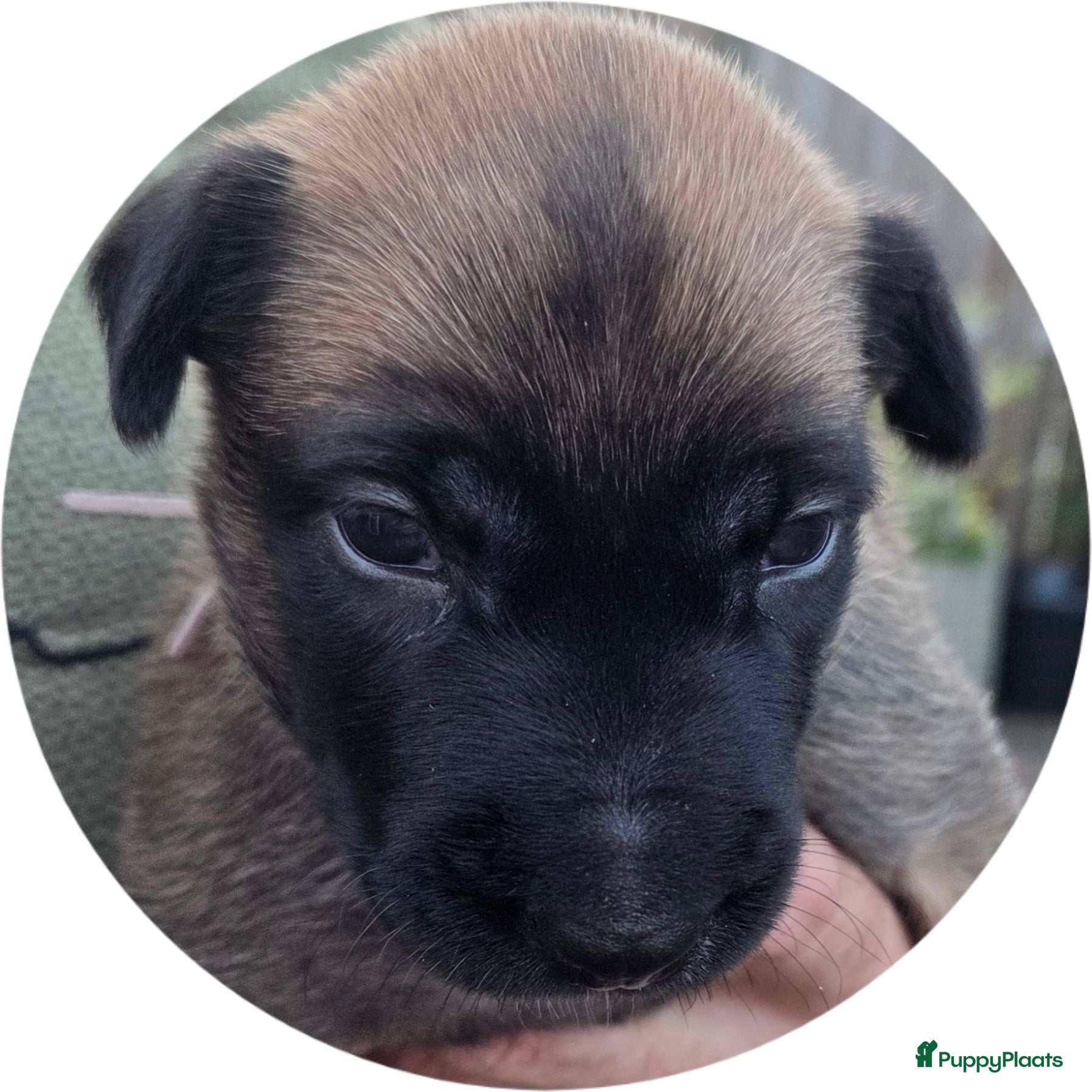 Mechelse Herder honden 6 Mooie Gezonde Pups - Advertentie 1
