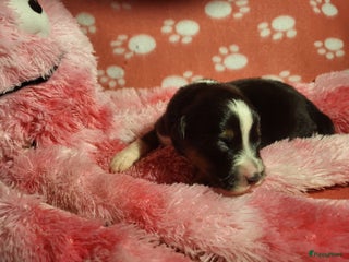 Australian Shepherd honden Australian Shepherd reutje, ouders volledg getest - Advertentie 5