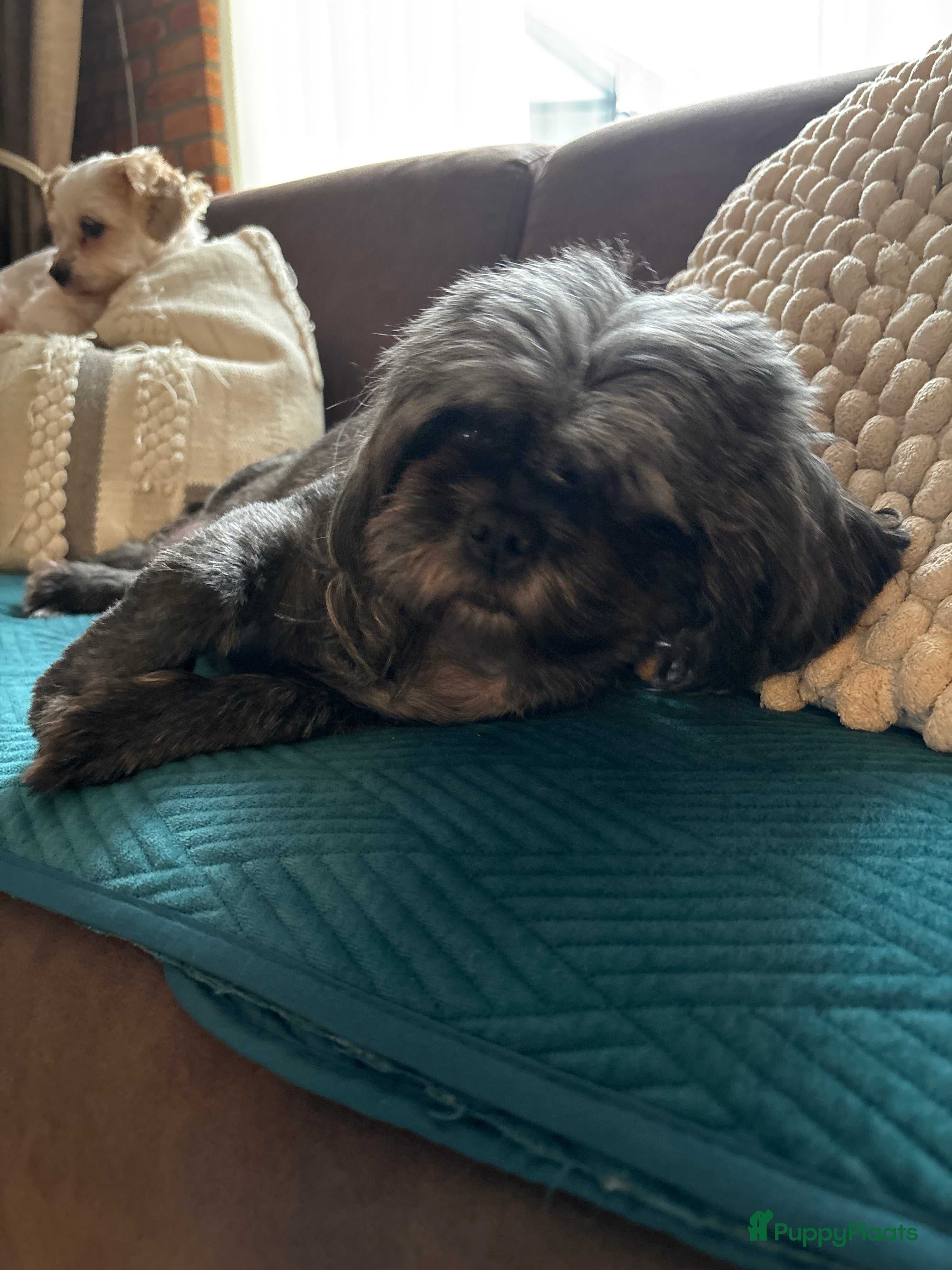 Shih Tzu honden Shih Tzu pups - Advertentie 8