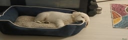 Golden Retriever honden te koop: Golden retriever puppy 10 weken oud  - Advertentie 6