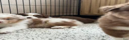Australian Shepherd honden te koop: Australische herder pups huiselijk opgevoed  - Advertentie 15