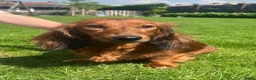 Teckel (langhaar) honden te koop: Langhaar dwergteckel chocolade Cream  - Advertentie 2
