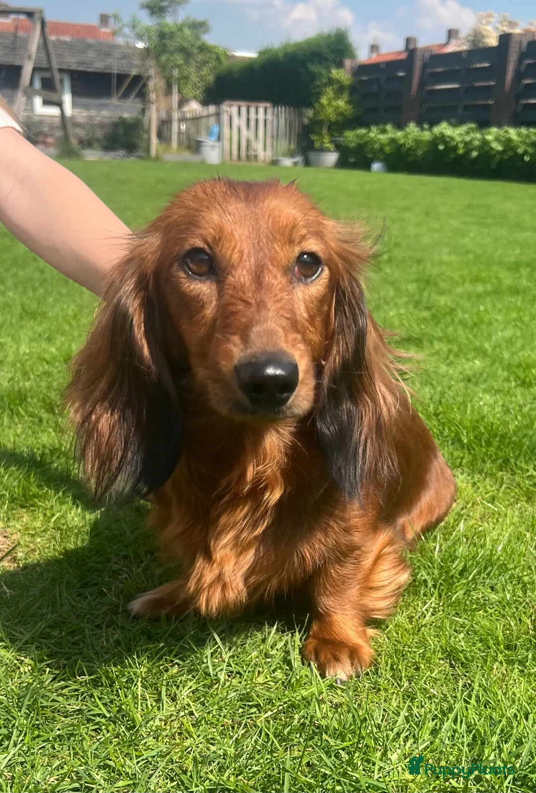 Teckel (langhaar) honden te koop: Langhaar dwergteckel chocolade Cream  - Advertentie 2