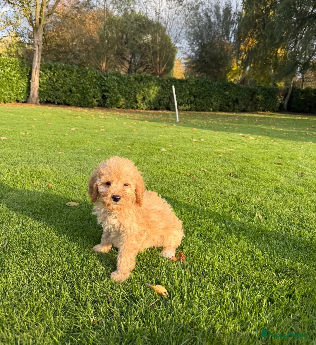 Labradoodle honden te koop: Dwergpoedel x Labradoodle pups - Advertentie 2