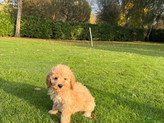 Labradoodle honden te koop: Dwergpoedel x Labradoodle pups - Advertentie 2