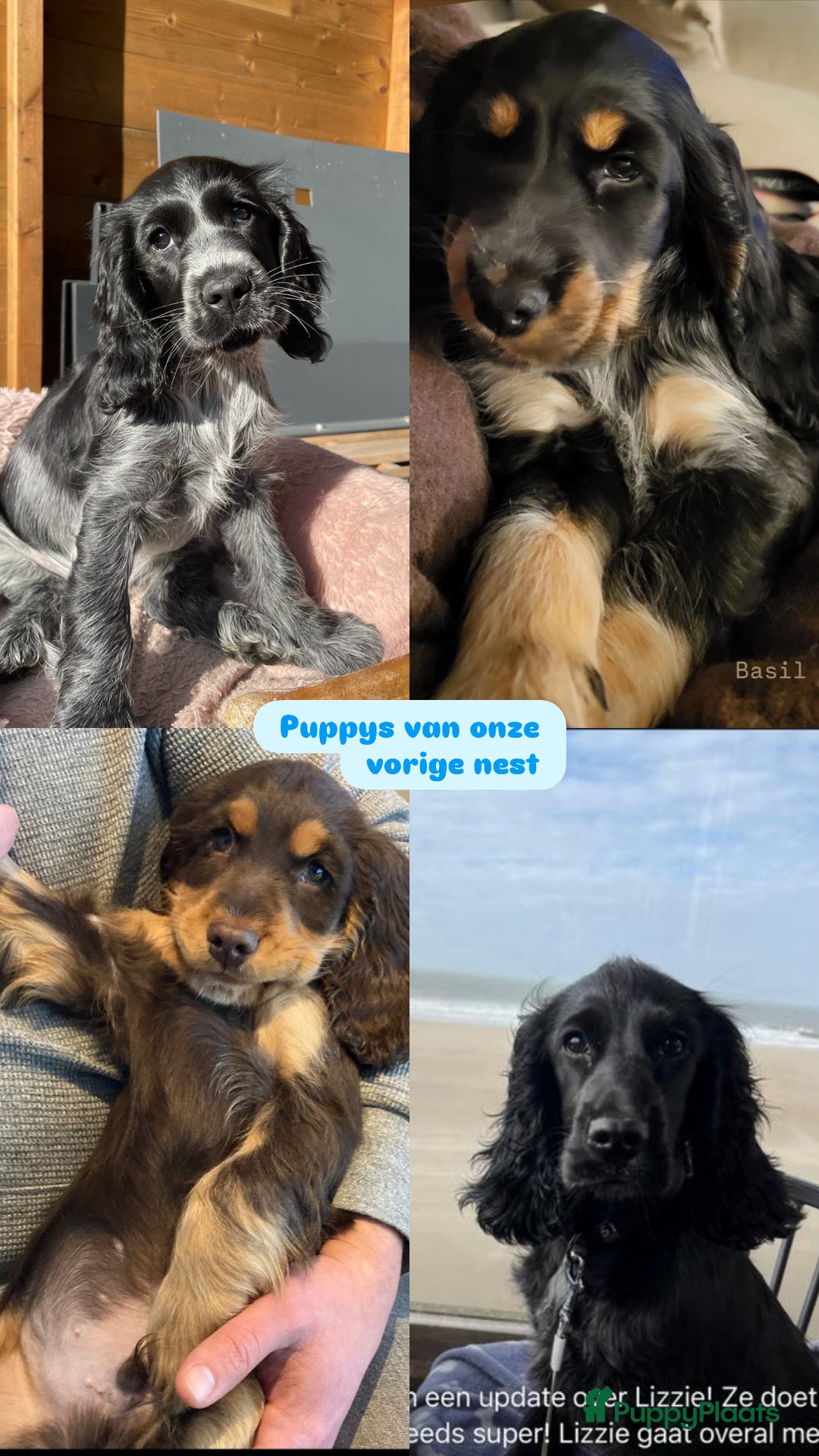 Engelse Cocker Spaniel honden te koop: Engelse Cocker spaniël pups te koop  - Afbeelding 11