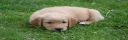 Golden Retriever honden te koop: Golden Retriever pups met stamboom - Advertentie 27