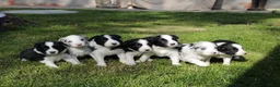 Border Collie honden te koop: Border Collie pups - Advertentie 5
