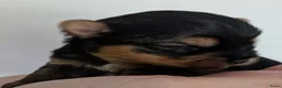 Yorkshire Terriër honden te koop: Nestje Yorkshire Terriër geboren op 18 mei. - Advertentie 6