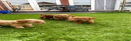 Poedel Toy honden te koop: 5 prachtige toy poedel reutjes  - Advertentie 13