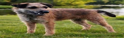 Border Terriër honden te koop: Westfalen terrier - Advertentie 4
