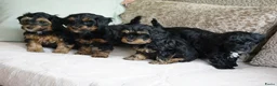 Kruising honden te koop: Maltipoo black & tan  een zwart met witte bles - Advertentie 17