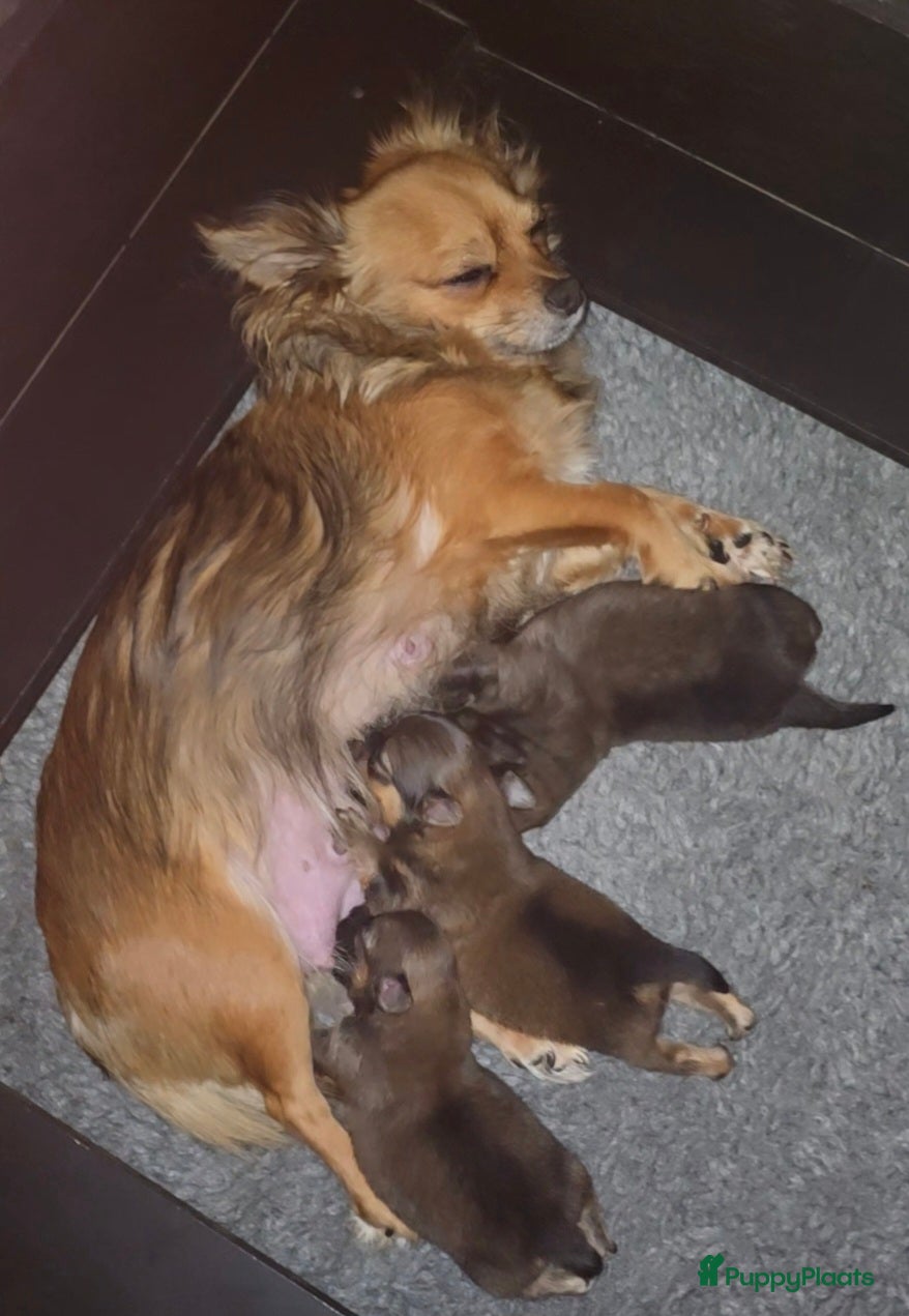 Pomchi honden Mooie pomchi reutjes te koop  - Advertentie 1