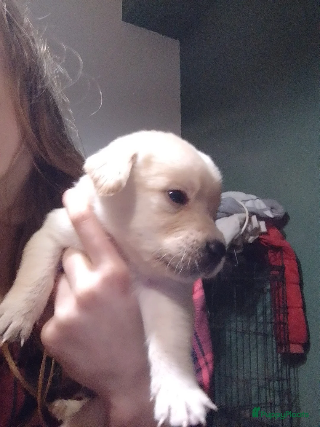 Goldador honden te koop: Gezonde,lieve pups golden retriever x labrador tka - Advertentie 15