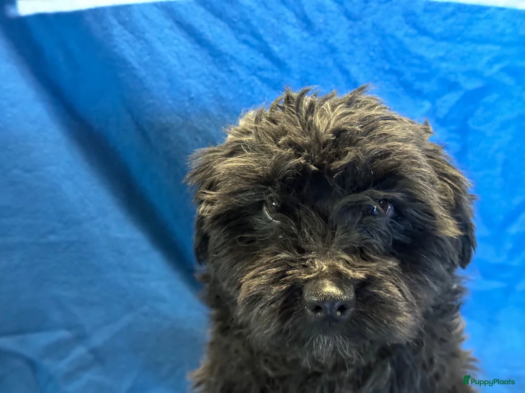 Havanezer honden te koop: Prachtige Havanezer pups verwacht - Advertentie 1