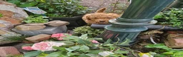 Kruising honden te koop: Geen beschikbare pups meer - Advertentie 5
