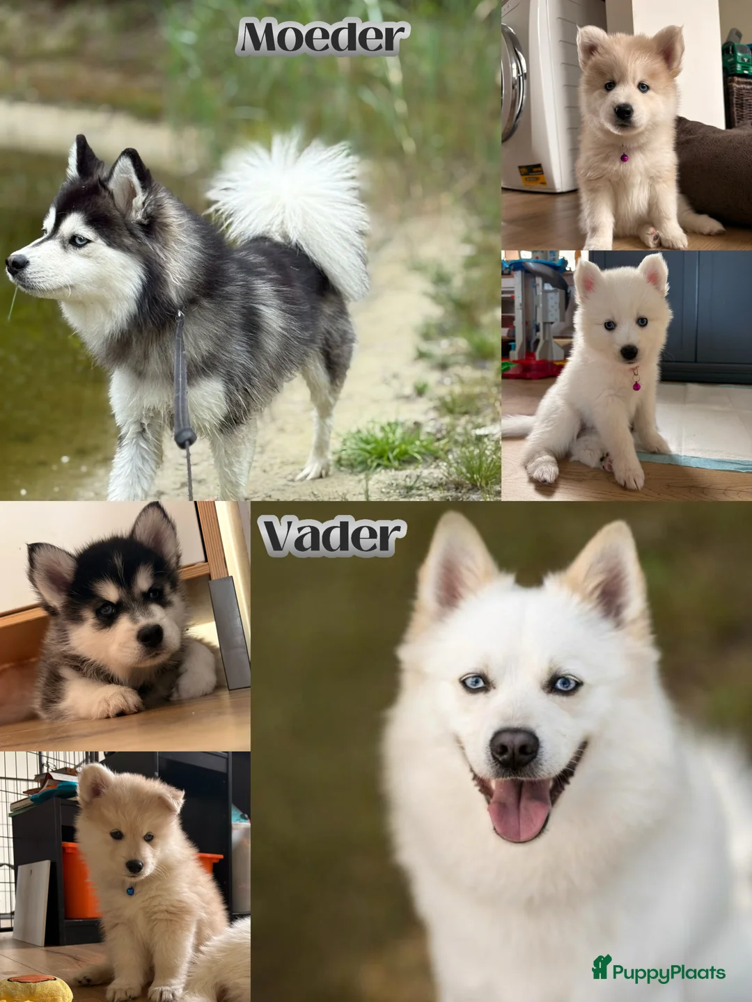 Pomsky honden te koop: Pomsky pups te koop –blauwe ogen–nog 1 beschikbaar - Advertentie 18