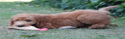 Goldendoodle honden te koop: Goldendoodle Pups - Advertentie 7