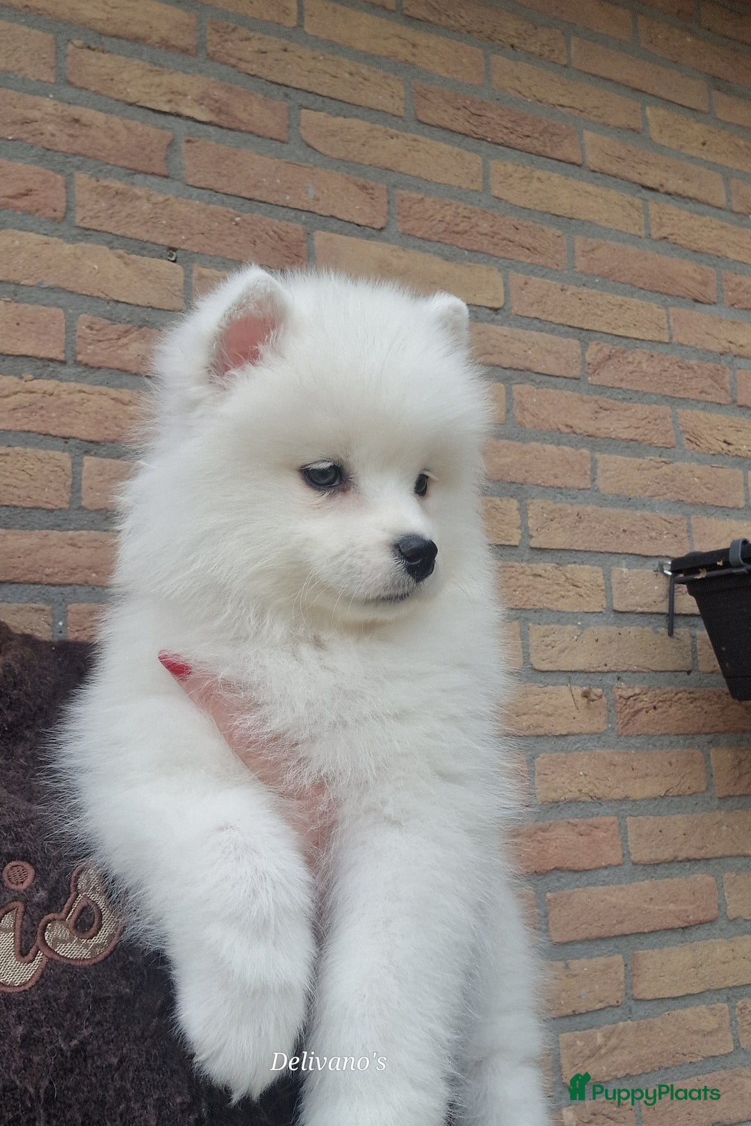 Samojeed honden te koop: Lief Samojeed meisje beschikbaar  - Advertentie 15