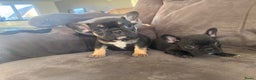 Franse Bulldog honden te koop: Franse bulldog pups - Advertentie 1