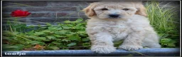 Labradoodle honden te koop: Labradoodle medium pups - Advertentie 11