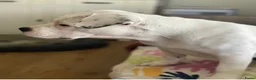 Kruising honden te koop: Amerikaanse pocket bully teefje 17 maand - Advertentie 2