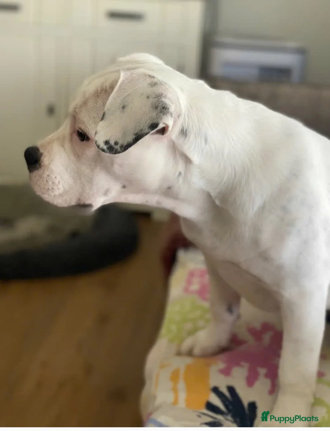 Kruising honden te koop: Amerikaanse pocket bully teefje 17 maand - Advertentie 2