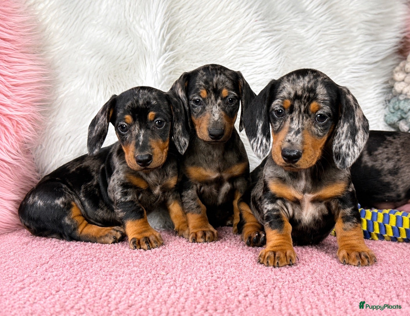 Teckel (korthaar)  honden te koop: Dwergteckel pups  - Advertentie 1