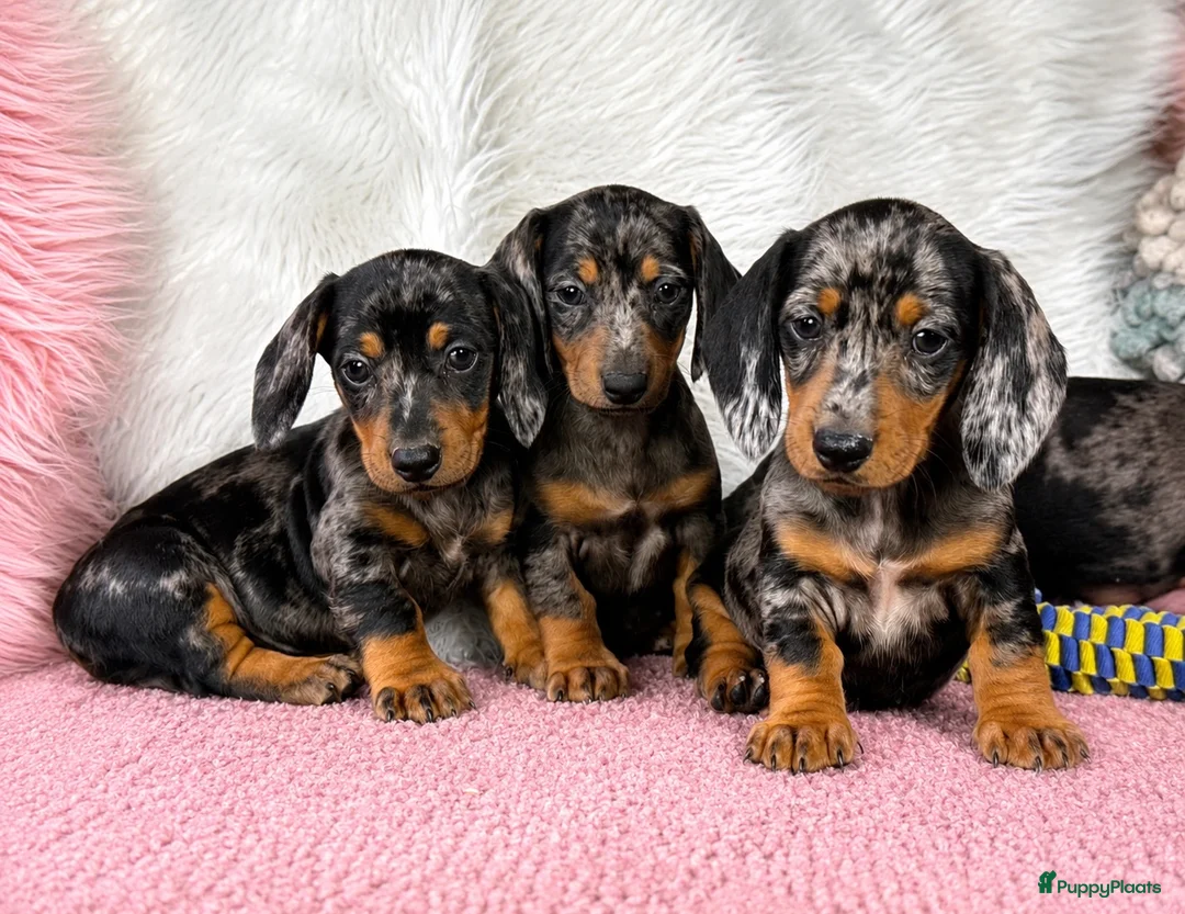 Teckel (korthaar)  honden te koop: Dwergteckel pups  in Vlagtwedde - Advertentie 1
