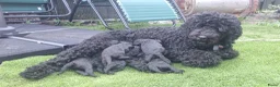 Labradoodle honden te koop: Mooie mini tot medium echt zwart pupjes - Advertentie 8