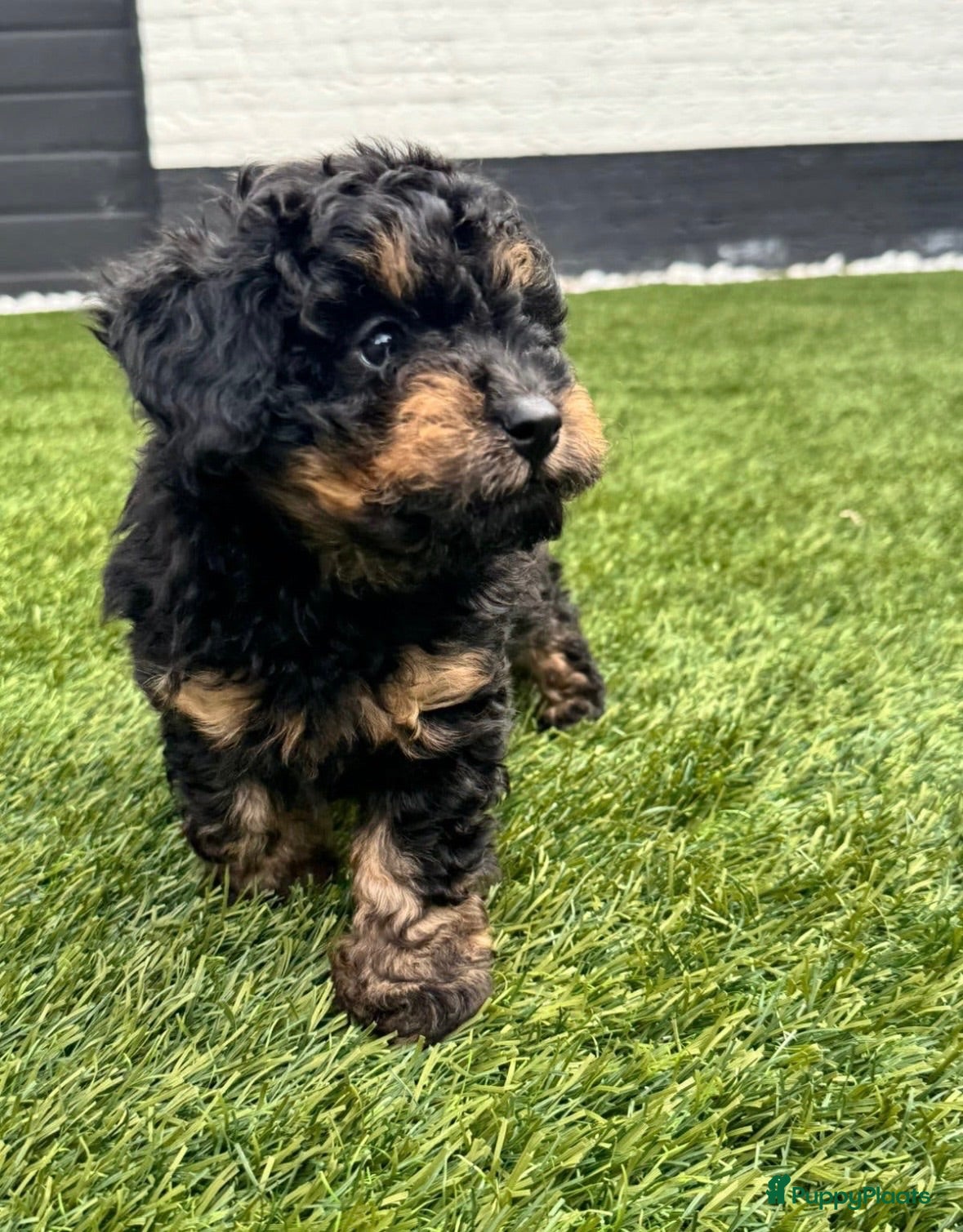 Labradoodle honden Toypoodle/mini labradoodle reu pup - Advertentie 5