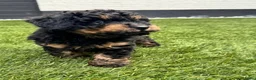 Labradoodle honden te koop: Toypoodle/mini labradoodle reu pup - Advertentie 1