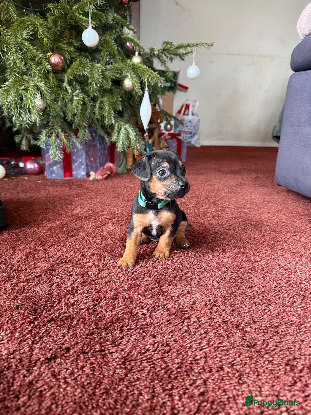 Jack Russel Terriër honden te koop: Jack russel pups - Advertentie 26