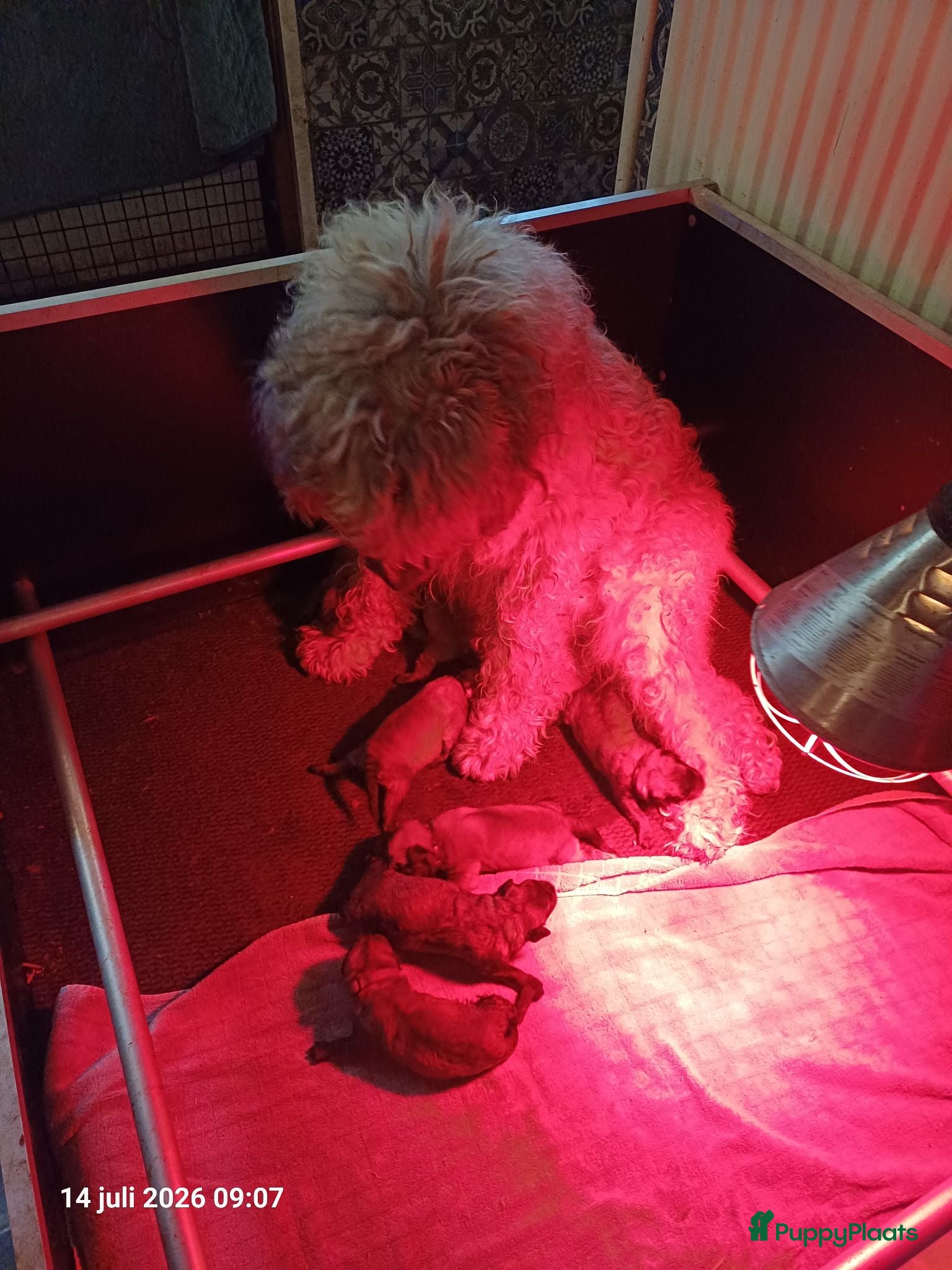 Bouvier des Flandres honden blonde.bouvierpups - Advertentie 14