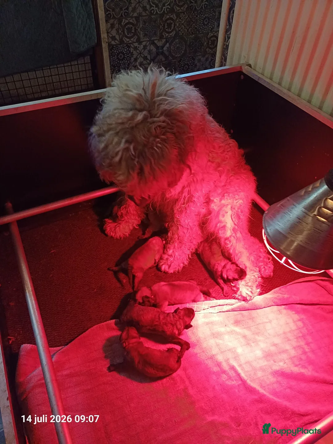 Bouvier des Flandres honden te koop: blonde.bouvierpups - Advertentie 1