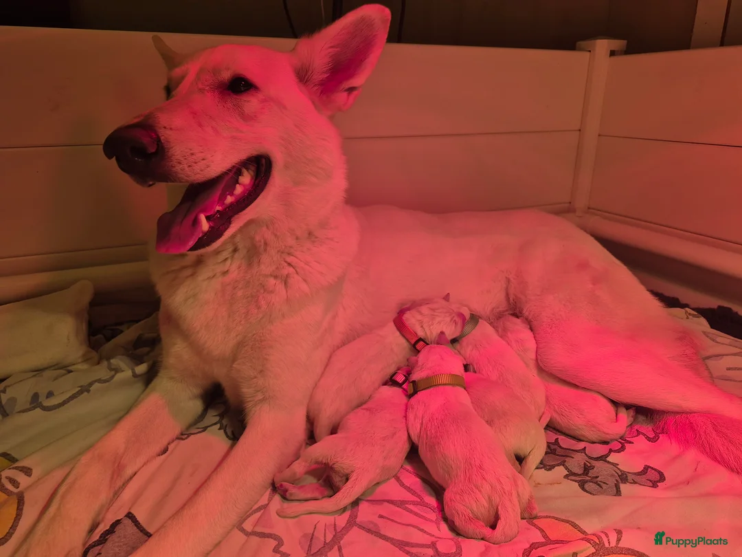 Zwitserse Witte Herdershond honden te koop: Witte herder pups - Advertentie 4