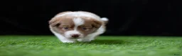 Border Collie honden te koop: Border collie pups met FCI stamboom - Advertentie 10