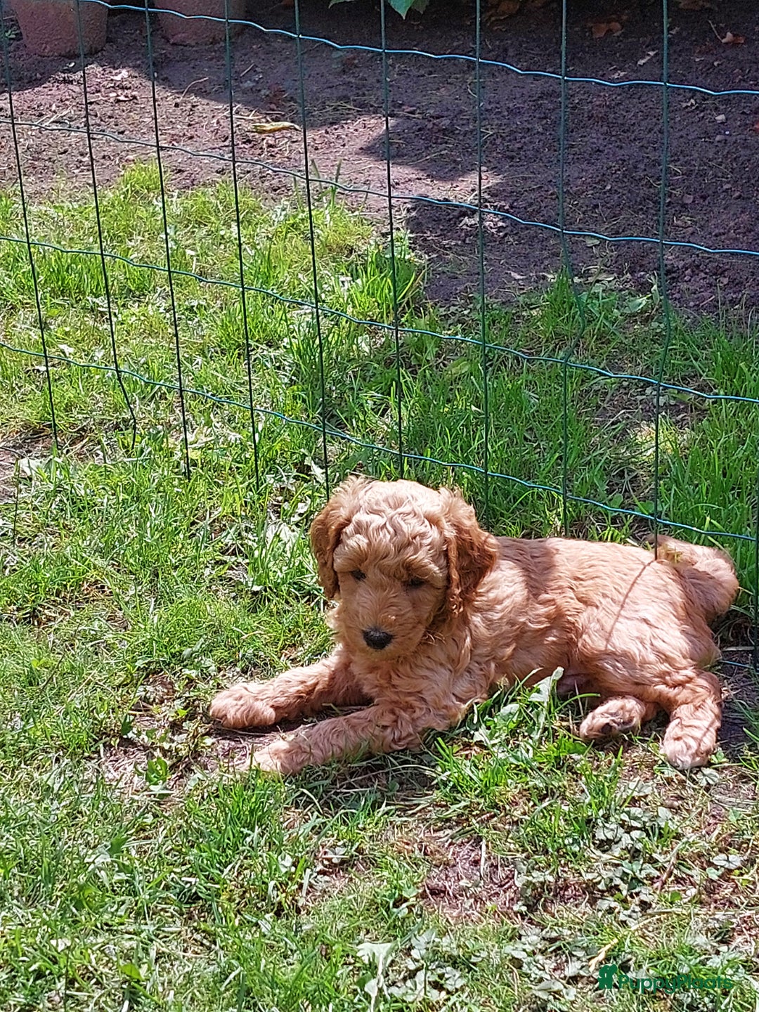 Poedel honden te koop: Raszuivere middenmaat poedelpups - Afbeelding 12