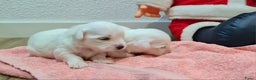 Maltezer honden te koop: 🥰 7 Prachtige Maltezer pups! 🐶 - Advertentie 6