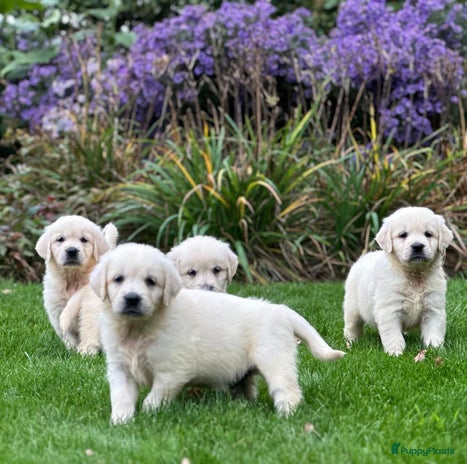 Golden Retriever honden prachtige golden retriever pups - Advertentie 1