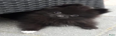 Pomeriaan 2