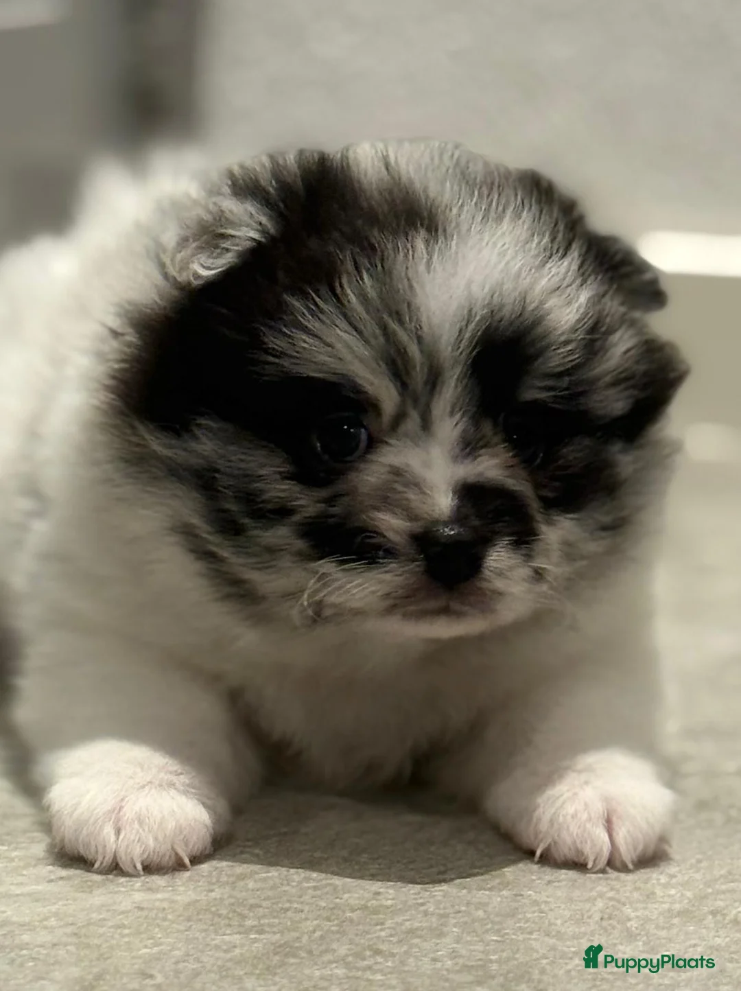 Kruising honden te koop: Teddy dog mini Chow Chow  - Advertentie 16