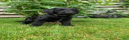 Kruising honden te koop: Nog twee zwarte labradoodle pups - Advertentie 7