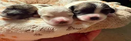 Coton De Tuléar honden te koop: Coton de Tuléar reutje beschikbaar - Advertentie 5